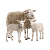 Potřeby pro ovce, kozy a spárkatou zvěř